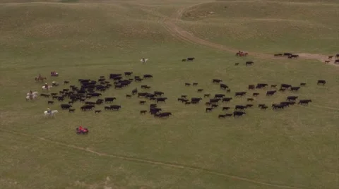 Aerial Cattle Drive Stock Footage 55267299