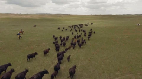 Aerial Cattle Drive Stock Footage 55267361