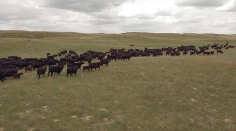 Aerial Cattle Drive Stock Footage 55267368