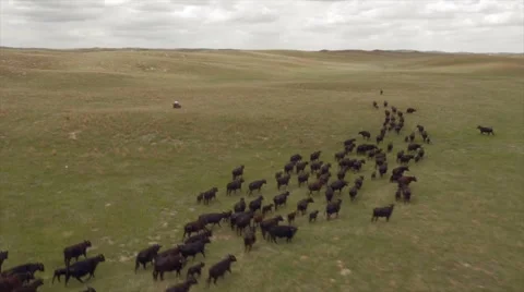 Aerial Cattle Drive Stock Footage 55267372