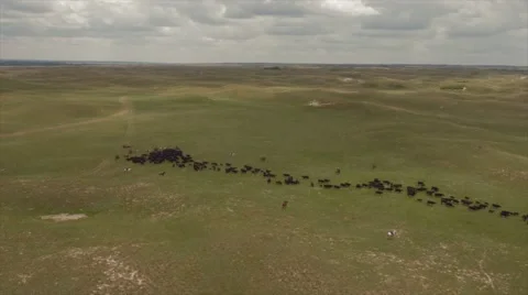 Aerial Cattle Drive Stock Footage 55267376