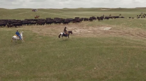 Aerial Cattle Drive HD Stock Footage 55267337