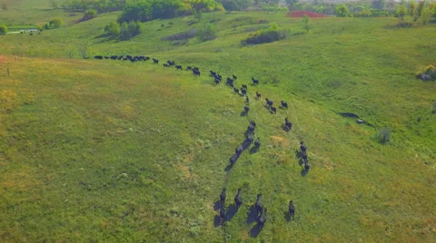 Aerial of Cattle Vídeos de archivo 55519947