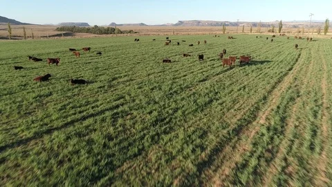 Aerial of cattle grazing in field Video stock 80456991