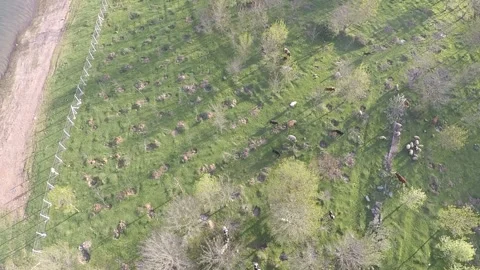 Aerial cattle grazing Stock Footage 182712734