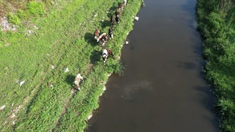 Aerial cattle grazing Stock Footage 219350823