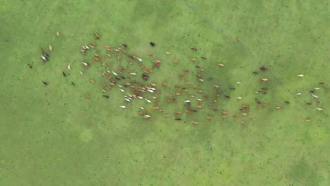Aerial of cattle grazing Stock Footage 251581272