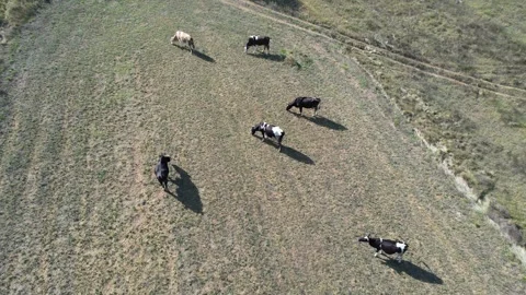 Aerial cattle grazing Stock Footage 267417053