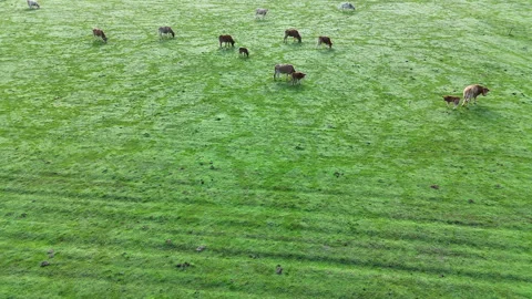 Aerial cattle in pasture. Stock Footage 320239820