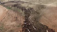 Aerial Cattle Station In Australia Stock Footage