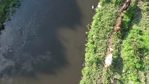 Aerial cattle walking Stock Footage 225525316