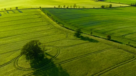 Aerial cereal field and tractor tracks surrounding isolated trees. Long evening Stock Footage 337415366