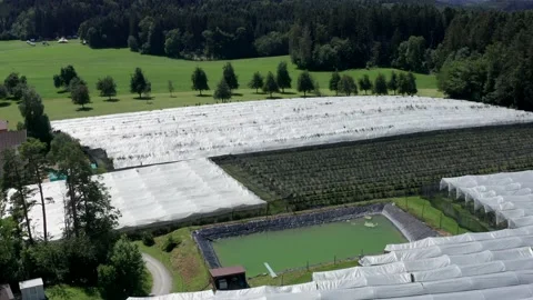 Aerial of cherrie farm Stock Footage 149124232