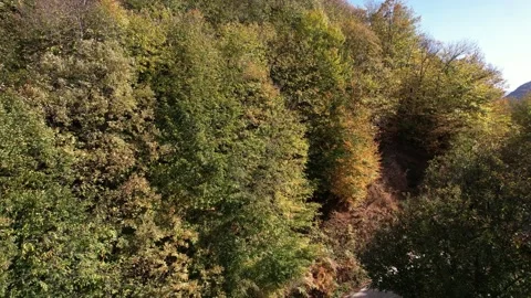 Aerial chesnut trees Stock Footage 223627798