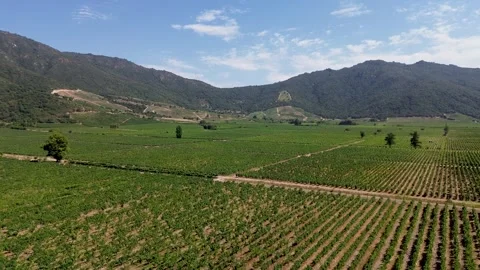 Aerial: Chile vineyard Stock Footage 327453624