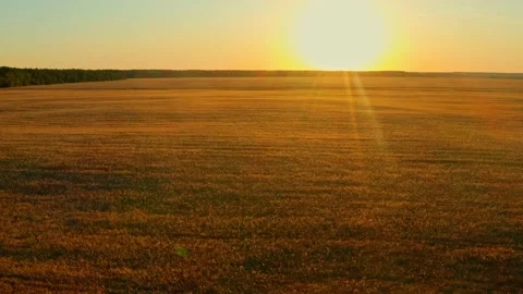 Aerial cinematic clip: drone flies rising over a wheat field during sunset. D Stock Footage 135875053
