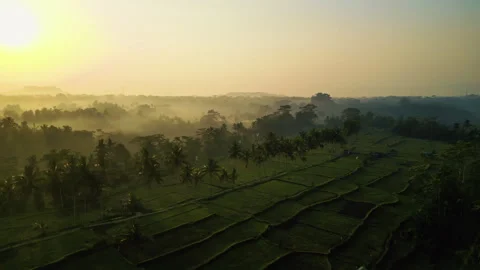 Aerial Cinematic Flight Over Mancingan Rice Terraces Bali Sunset Stock-Footage 337323131