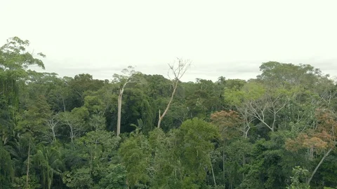 Aerial cinematic view of Amazon rain forest jungle and river. Puerto Maldonado Stock Footage 93789873