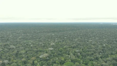 Aerial cinematic view of Amazon rain forest jungle and river. Puerto Maldonado Stock Footage 93790231