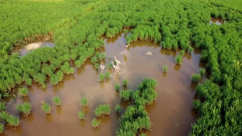Aerial Circle Shot of Vulnerable Sarus Crane in Wetlands of Nepal. Stock Footage 164134248