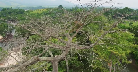 Aerial circle view of a double green parrots sitting on a tree next to river  Stock Footage 82354994