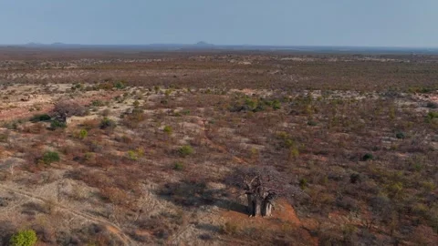 Aerial circles large Baobab tree on vast flat, dry Zimbabwe landscape 動画素材 345332392