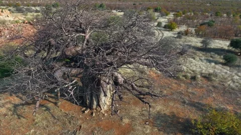 Aerial circles large bare Baobab tree on arid Zimbabwe bush savanna 動画素材 345330089
