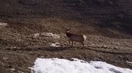 Aerial Circling Overhead Shot Of Rocky Mountain Elk In Prairie Stock Footage