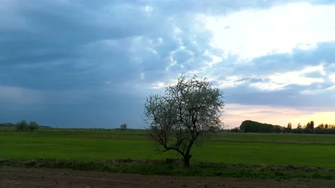Aerial, circular. Lonely tree in the middle of green field. Sunset, cloudy sky. Stock Footage 146510974