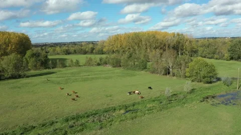 Aerial circular view of cows in grass fields Video stock 144635513