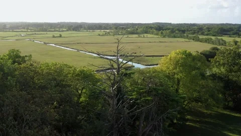 Aerial circular view of dead tree with vendee grove and fields with cows Stock Footage 144552509