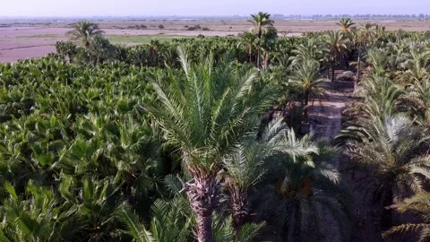 Aerial circular view of an oasis in the middle of agricultural fields Video stock 138234544
