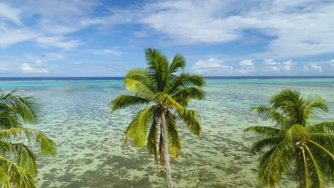 Aerial circular view of palms coconuts trees panoram on the caraibe beatch Stock Footage 93662608