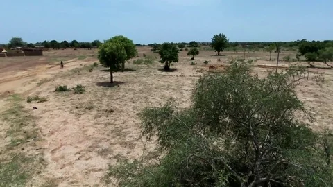 Aerial circular view of an uprooted tree in savannah, bicycle Stock Footage 80350612