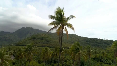 Aerial circular view windy of coconuts trees forests near the sea Video stock 92065627