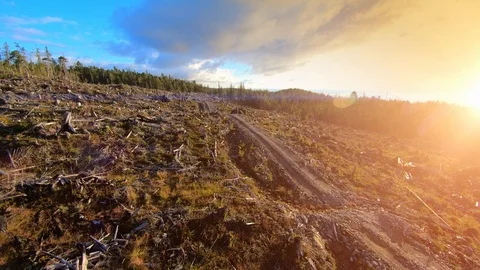 Aerial Clear Cut Forest Deforestation Logging Industry, Nature Tree Wood Cut Vidéo 99362972
