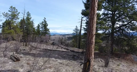 Aerial climb up dead tree to dramatic landscape with mountains in b/g Stock Footage 88455425