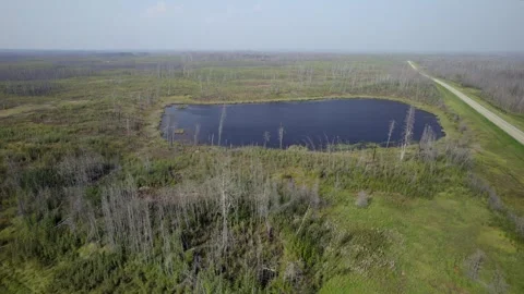 Aerial Clip of Fire Damaged Forest Stock Footage 256617092