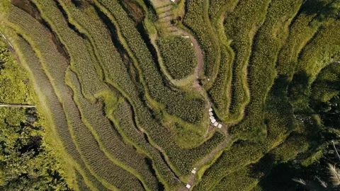 Aerial clip of green rice fields in Bali, Indonesia Stock Footage 233399567