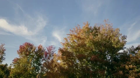 Aerial Clip of Trees in early Fall Stock Footage 256558178