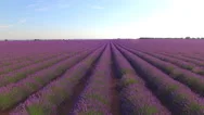 Aerial Close Up: Beautiful Purple Lavender Field On Sunny Day Stock Footage