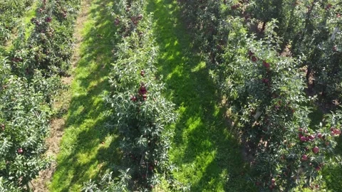 Aerial close up bird view of apple orchard 4k Stock Footage 163643359
