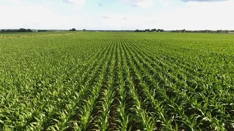 Aerial close up corn growing in a field Stock Footage 77213517