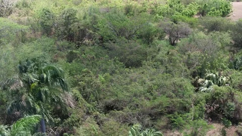 Aerial close-up of dense tropical vegetation Stock Footage 278367376
