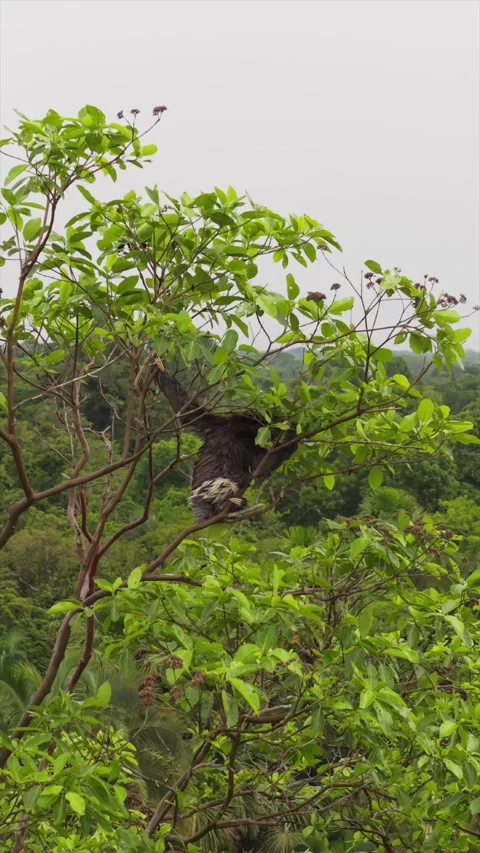 Aerial close up of an endangered sloth hanging lazily on tree branch amid lush 스톡 동영상 308420665