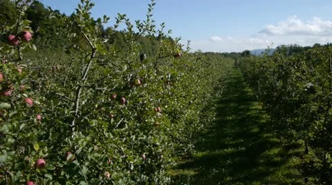 AERIAL: close flight over apple orchard Stock Footage 20588034