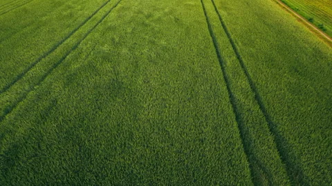 Aerial Close-Up Flight Over Lush Green Wheat Field with Tractor Tracks Stock Footage 338362189