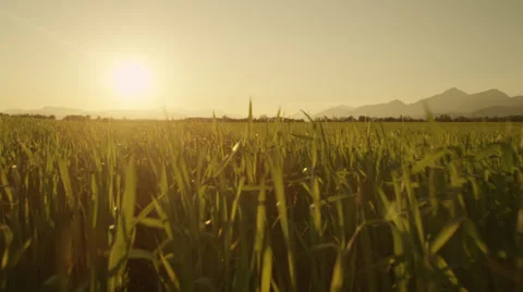 AERIAL: Close up flight over the wheat field at sunset Stock Footage 37975249