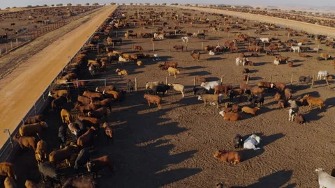 Aerial close-up fly over view of a large cattle feedlot Vídeo Stock 137086164