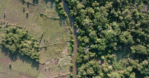 Aerial close-up fly over view. Shocking deforestation of a tropical forest  Stock Footage 290375318